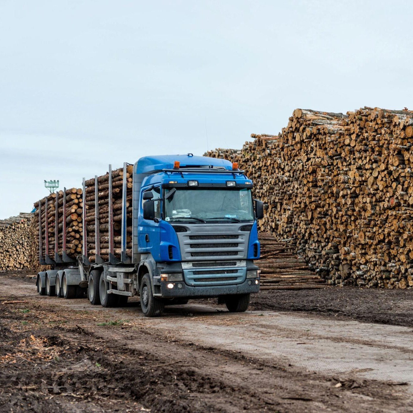 Koksnes cenas 2026 Latvijā – kokmateriāli un loģistika