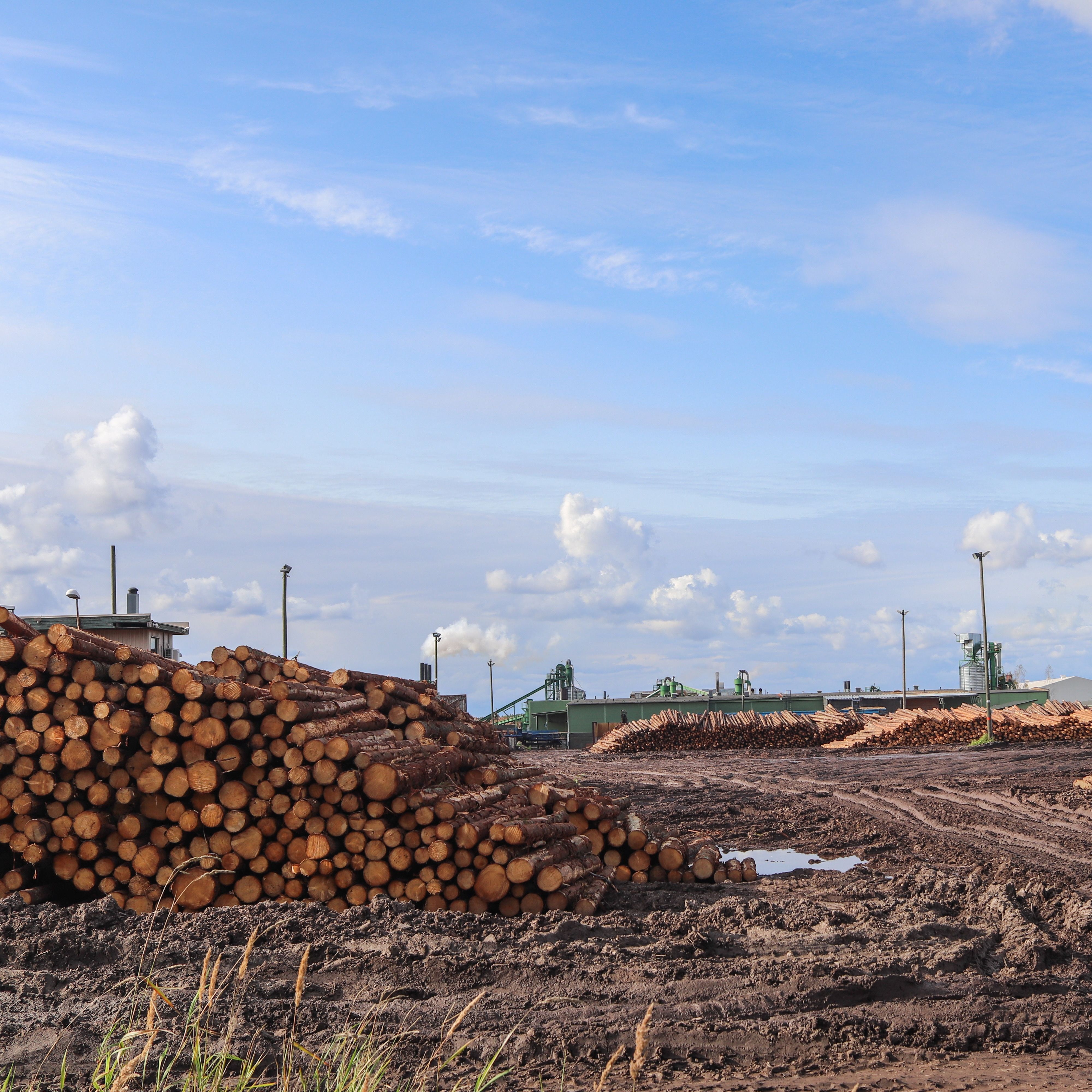 Papīrmalka kokmateriālu pārstrādes uzņēmuma teritorijā