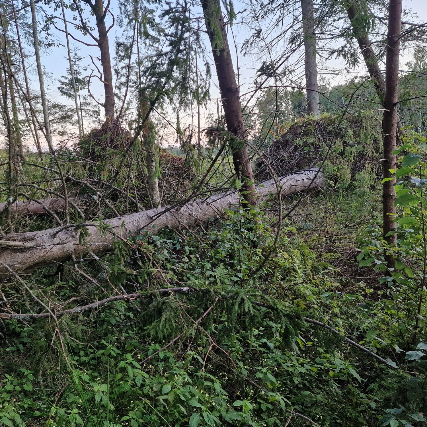 Augusta vētras postījumi Latvijas mežos