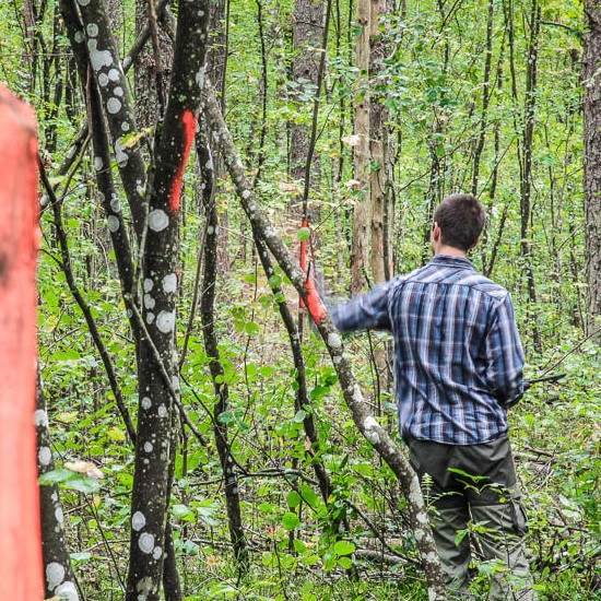 Felling site pruning