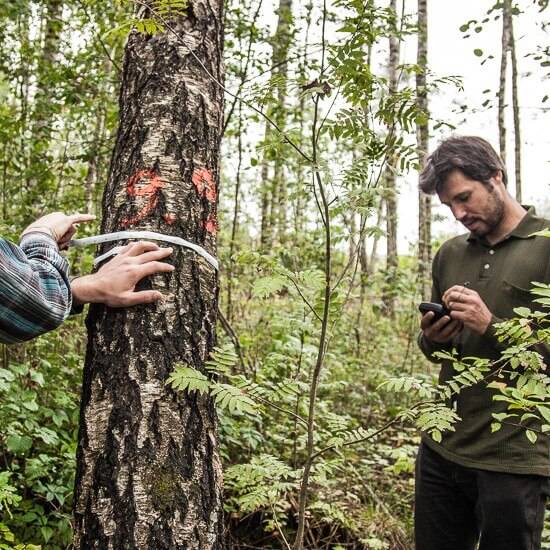 Felling site and forest valuation